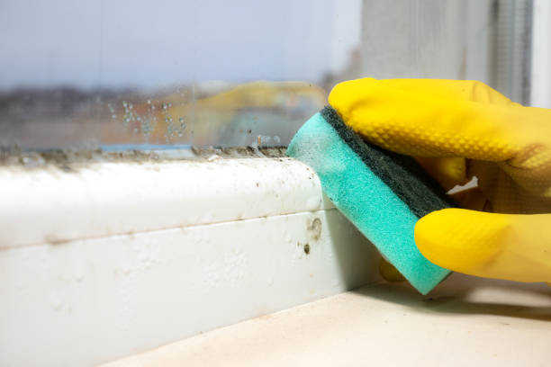 Best Commercial Mold Removal  in Croydon, PA