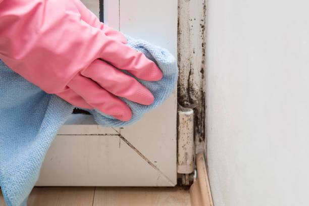 Best Local Mold Removal Service  in Croydon, PA