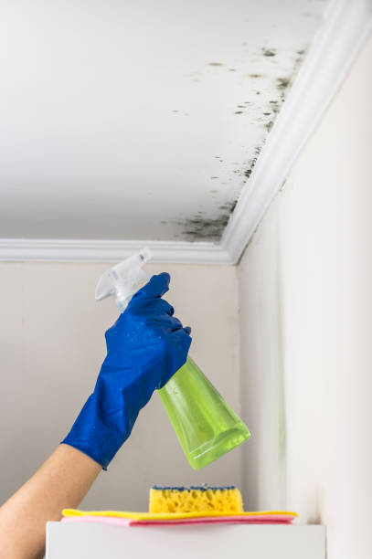Trusted Croydon, PA Mold Removal Experts