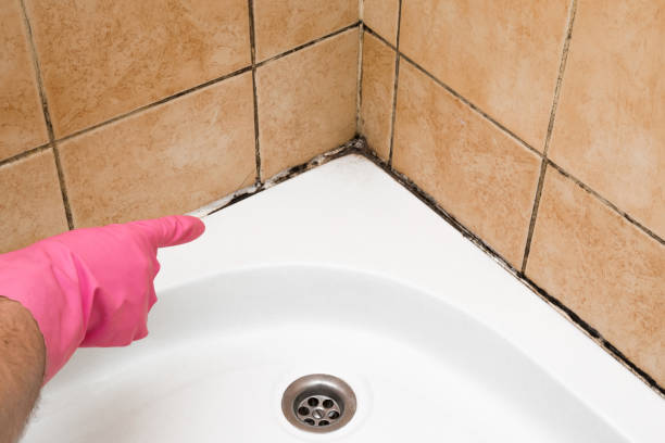 Best Mold Remediation  in Croydon, PA